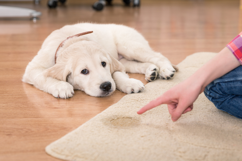 Carpet cleaning deep cleaning